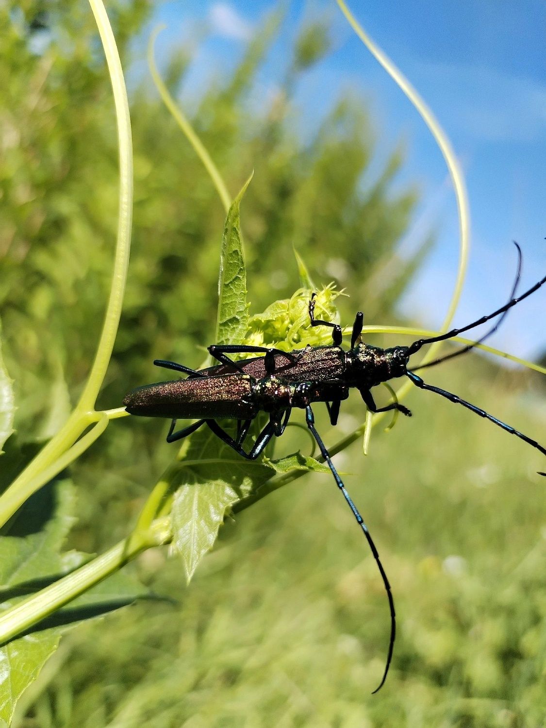 Уборка берега реки Преголя